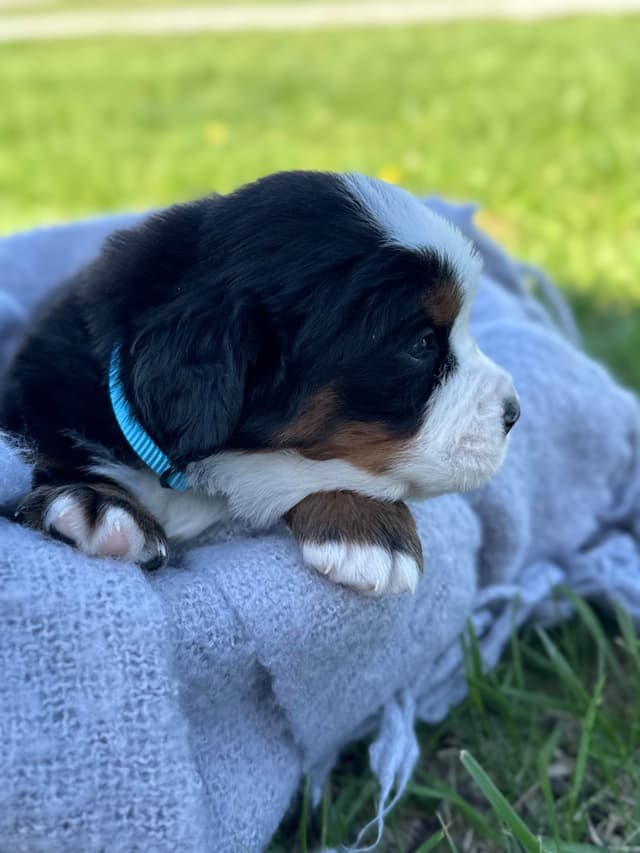 Liberty Puppies Bernese Mountain Dog Puppies media 2