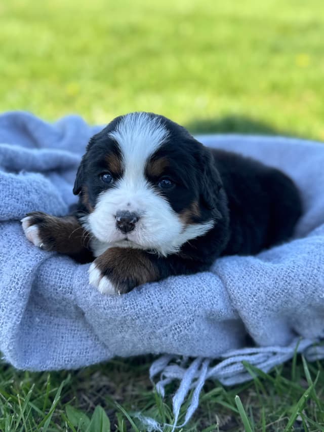 Liberty Puppies Bernese Mountain Dog Puppies media 3