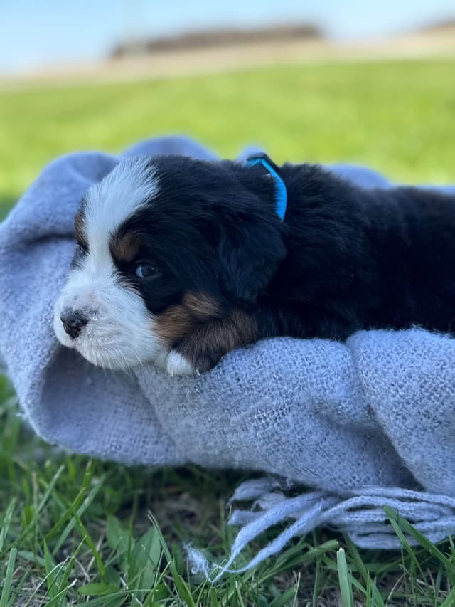 Liberty Puppies Bernese Mountain Dog Puppies media 4