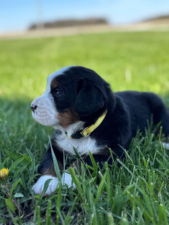 Liberty Puppies Bernese Mountain Dog Puppies media 5