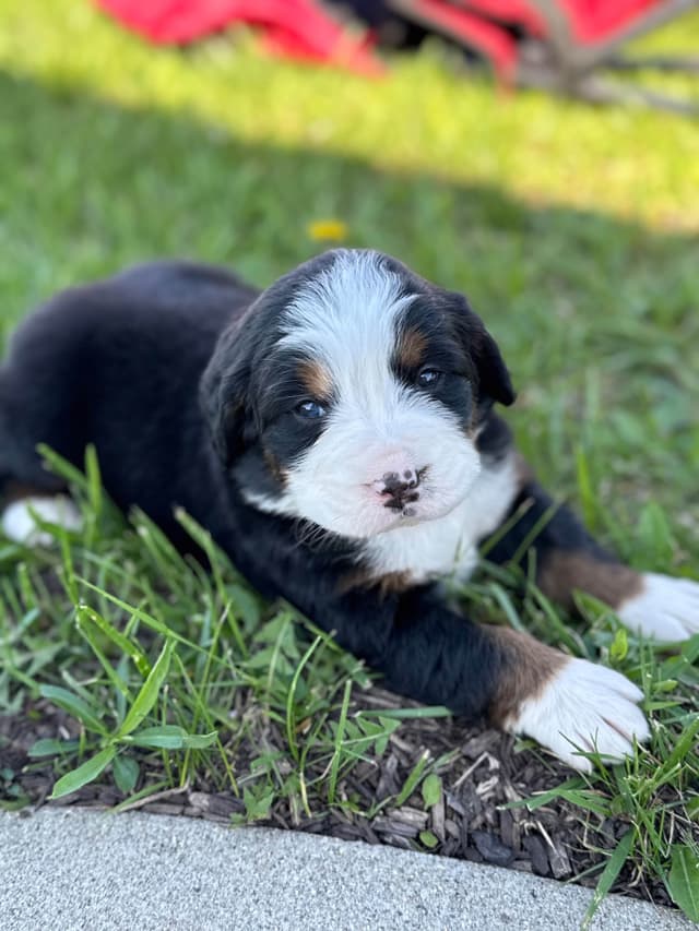 Liberty Puppies Bernese Mountain Dog Puppies media 6