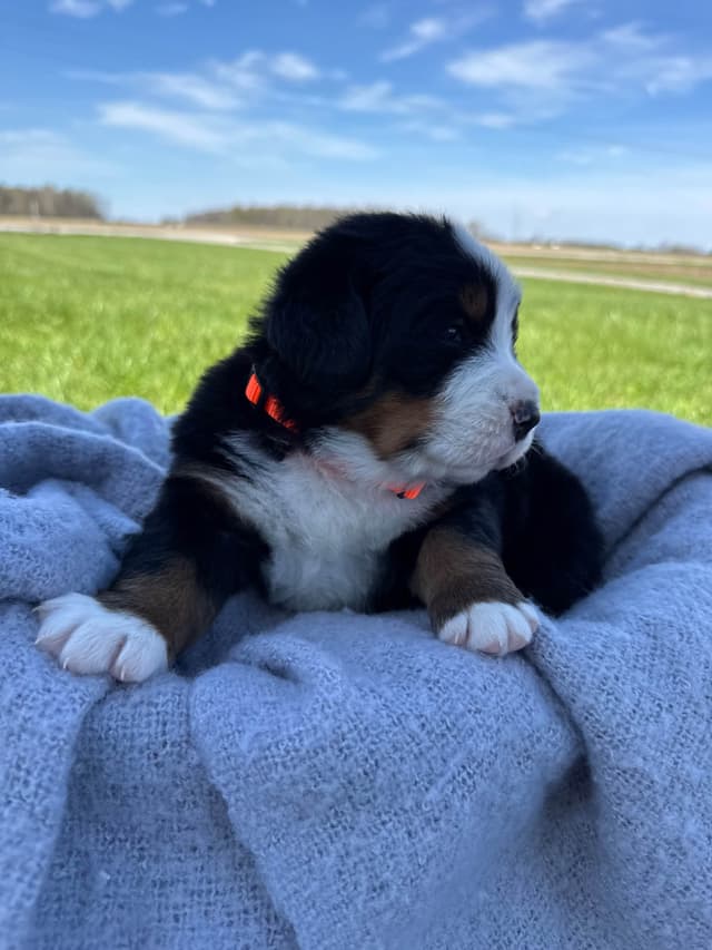 Liberty Puppies Bernese Mountain Dog Puppies media 7