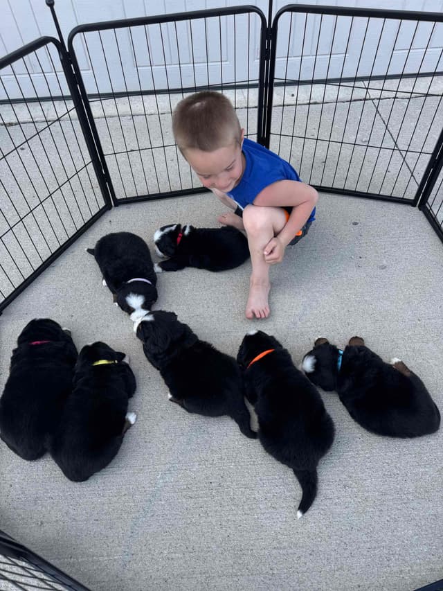 Liberty Puppies Bernese Mountain Dog Puppies media 9
