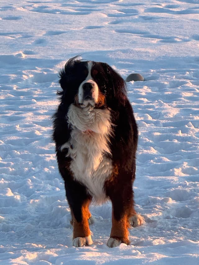 Liberty Puppies Bernese Mountain Dog Puppies media 12