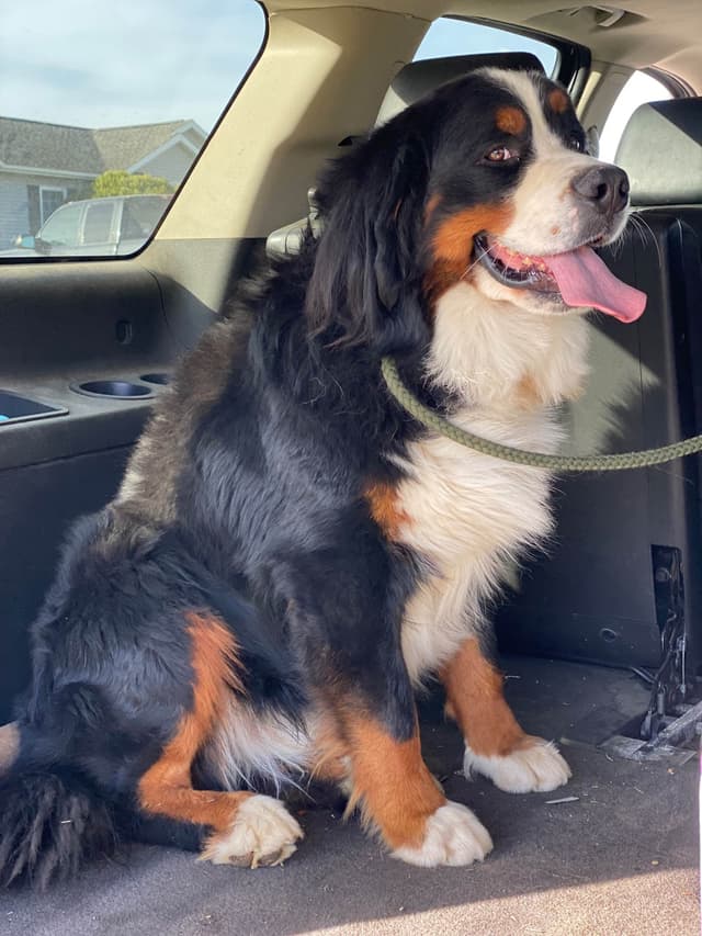 Liberty Puppies Bernese Mountain Dog Puppies media 13