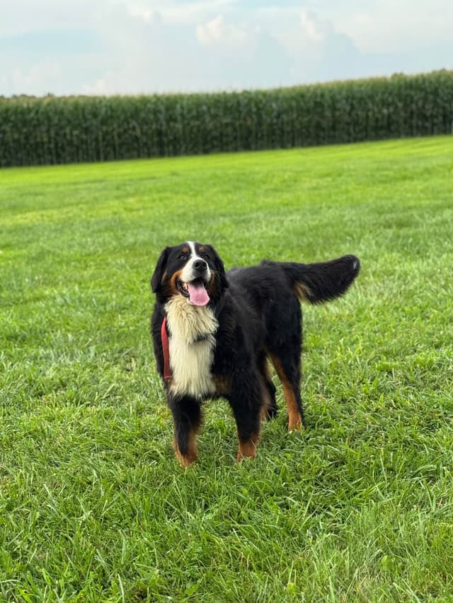 Liberty Puppies Bernese Mountain Dog Puppies media 14