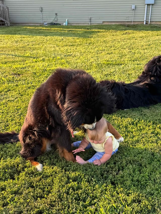 Liberty Puppies Bernese Mountain Dog Puppies media 15