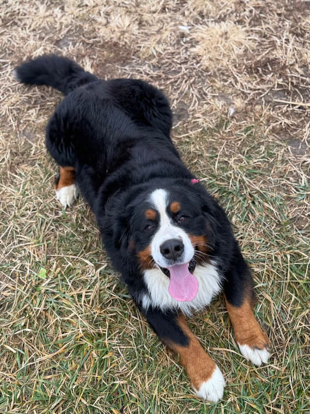 Liberty Puppies Bernese Mountain Dog Puppies media 16