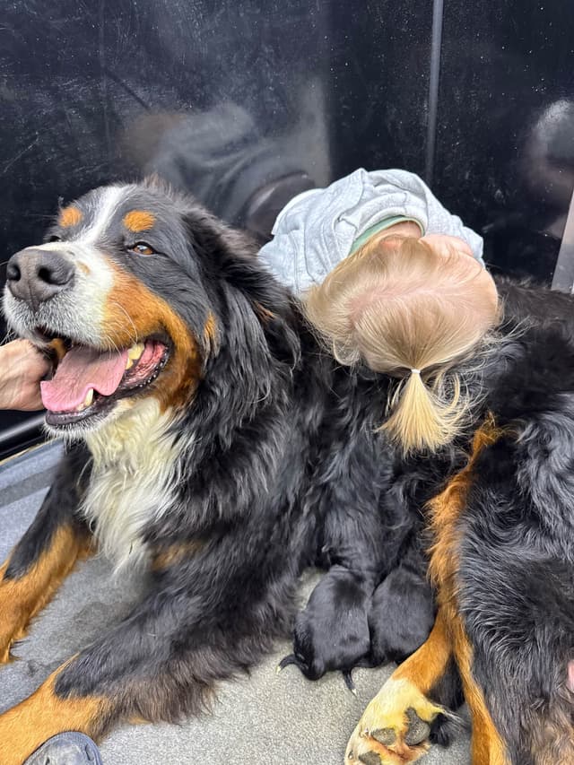 Liberty Puppies Bernese Mountain Dog Puppies media 17