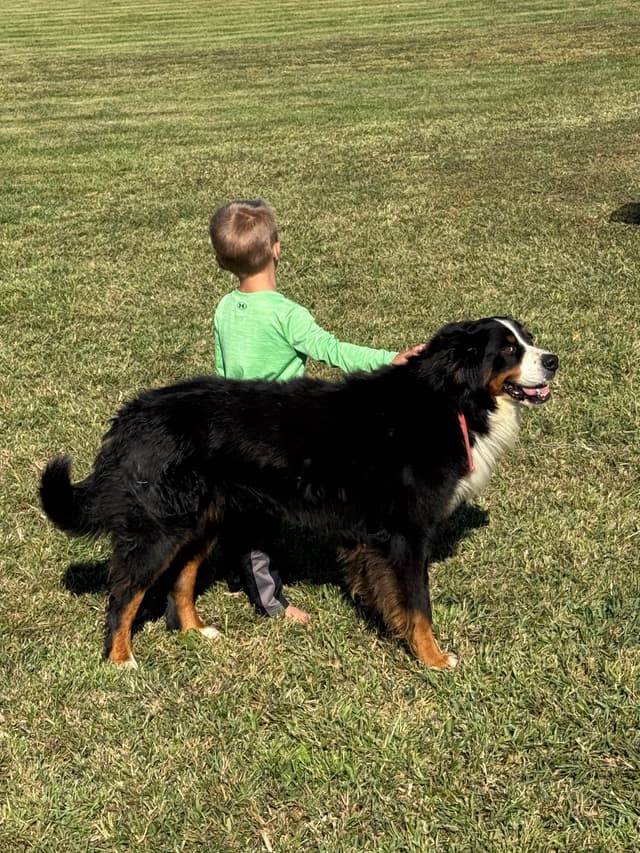 Liberty Puppies Bernese Mountain Dog Puppies media 18
