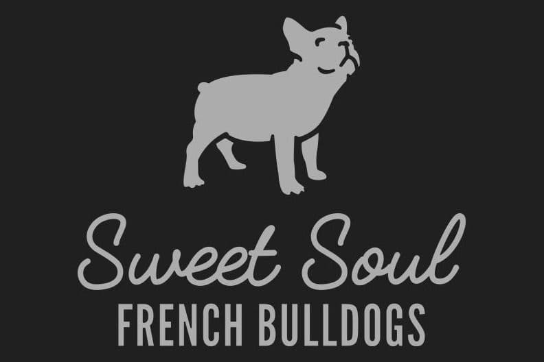 Sweet Soul Frenchies 2 puppies available breeder image 1