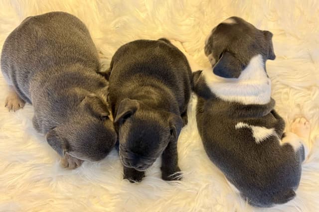 Sweet Soul Frenchies 2 puppies available media 2