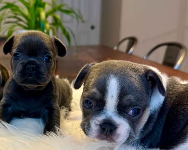 Sweet Soul Frenchies 2 puppies available media 3