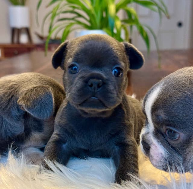 Sweet Soul Frenchies 2 puppies available media 4