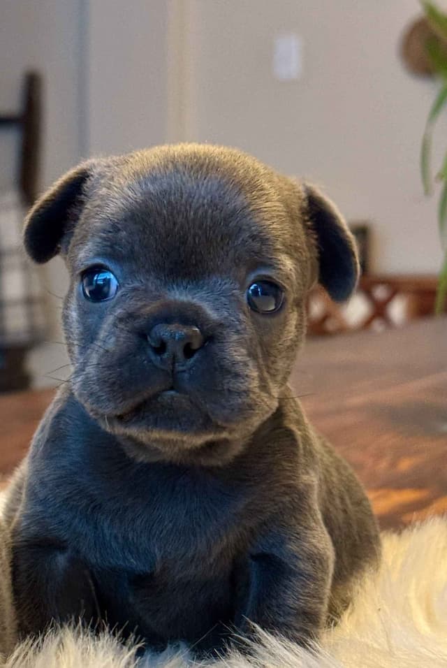 Sweet Soul Frenchies 2 puppies available media 5