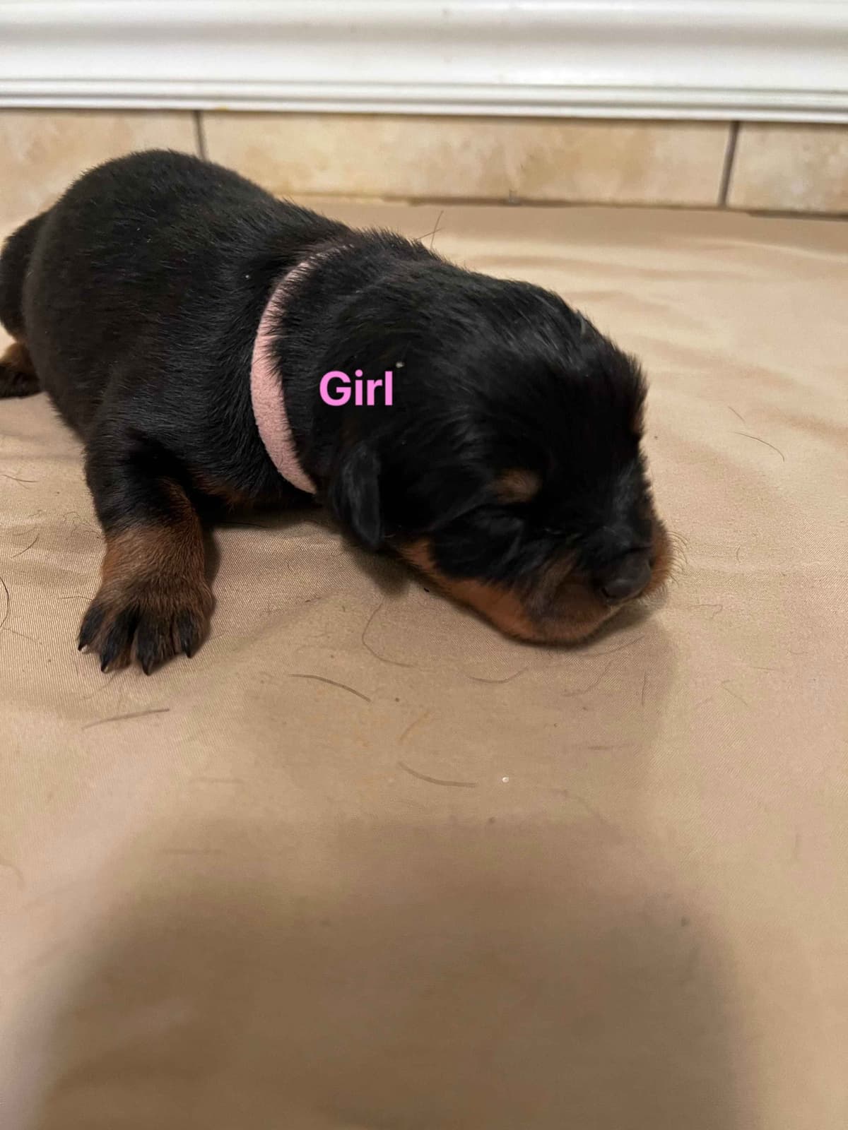 Rottweiler Pups in Ellijay breeder image 1