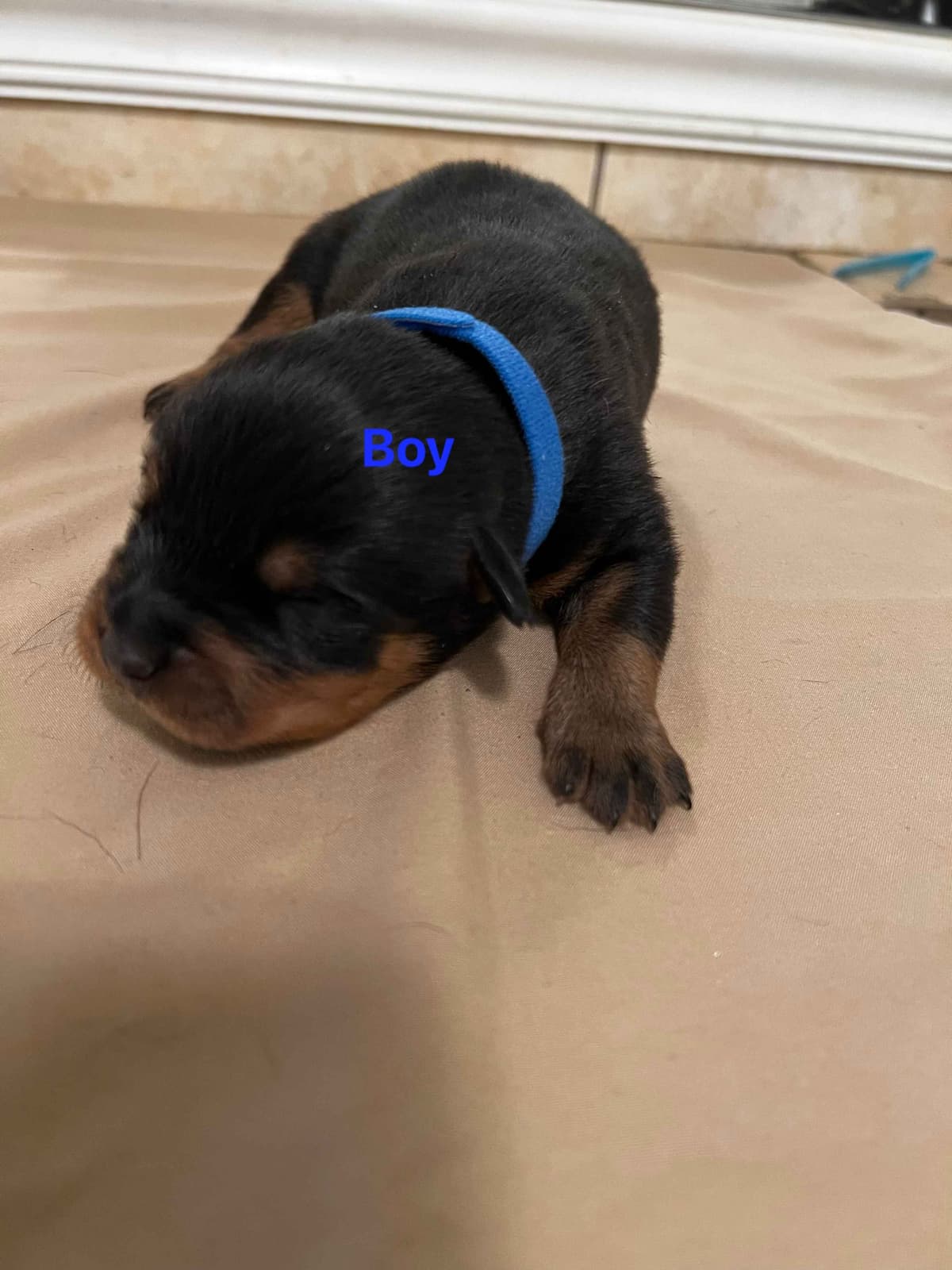 Rottweiler Pups in Ellijay breeder image 2