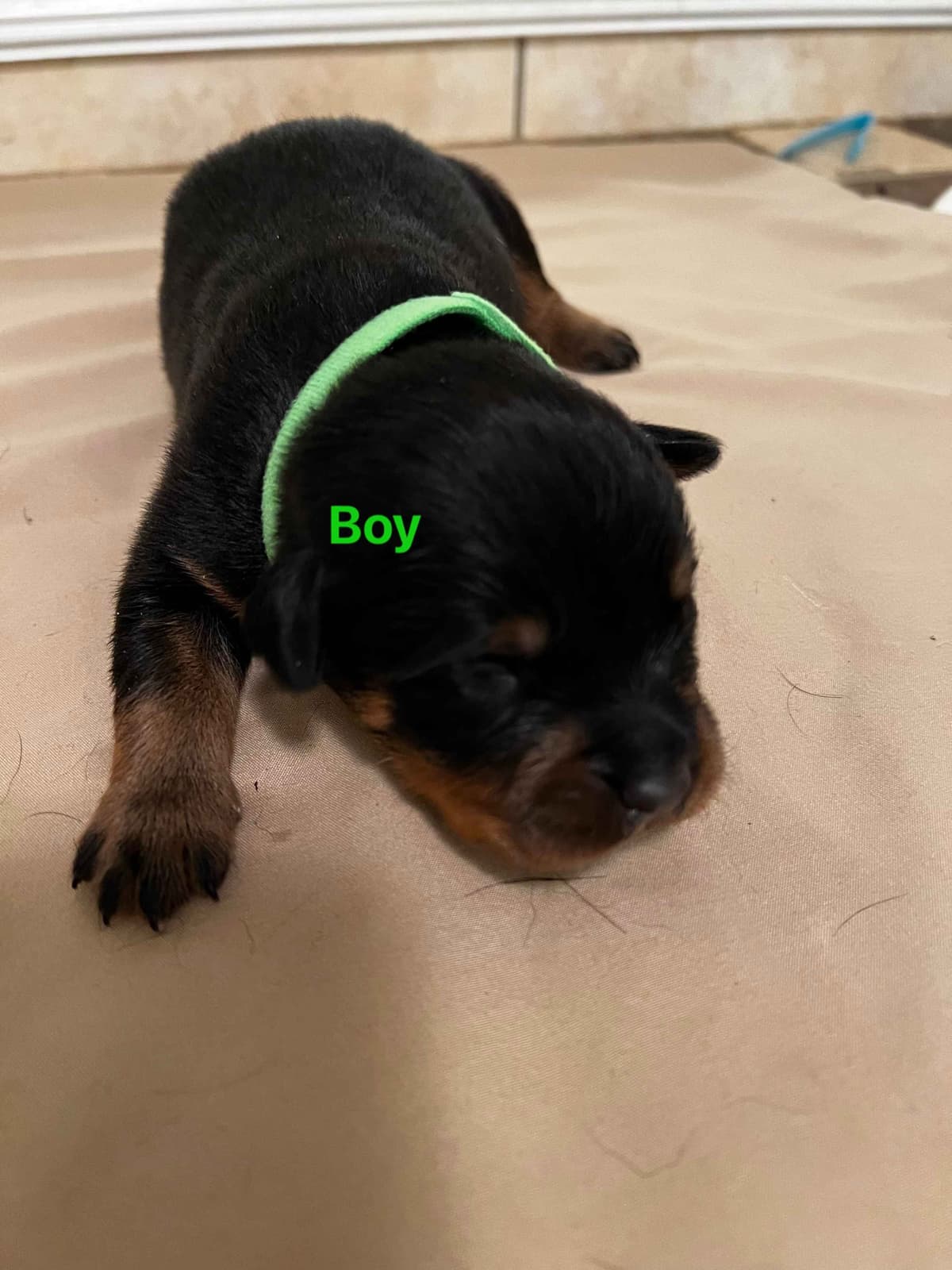 Rottweiler Pups in Ellijay breeder image 3