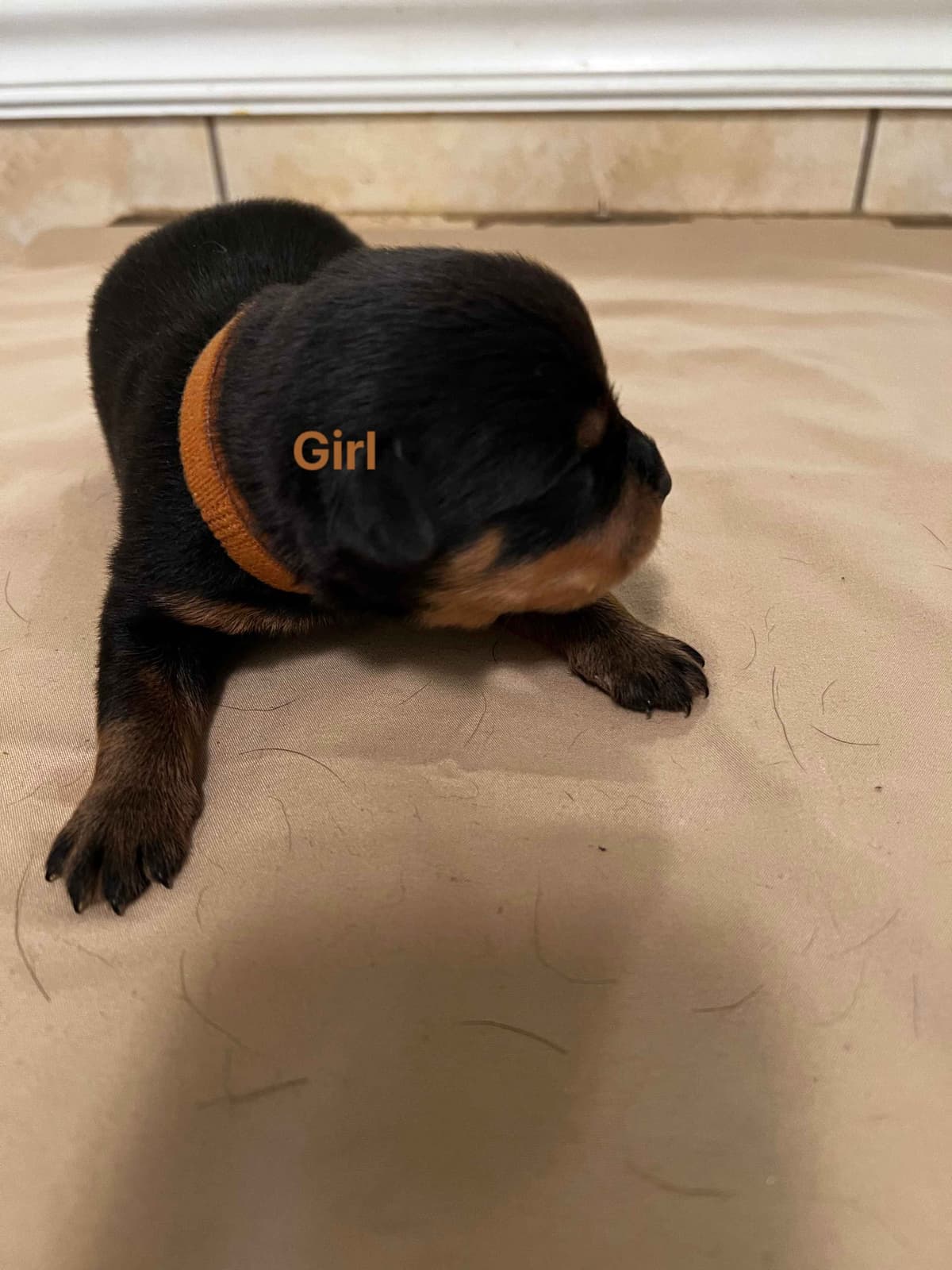 Rottweiler Pups in Ellijay breeder image 4