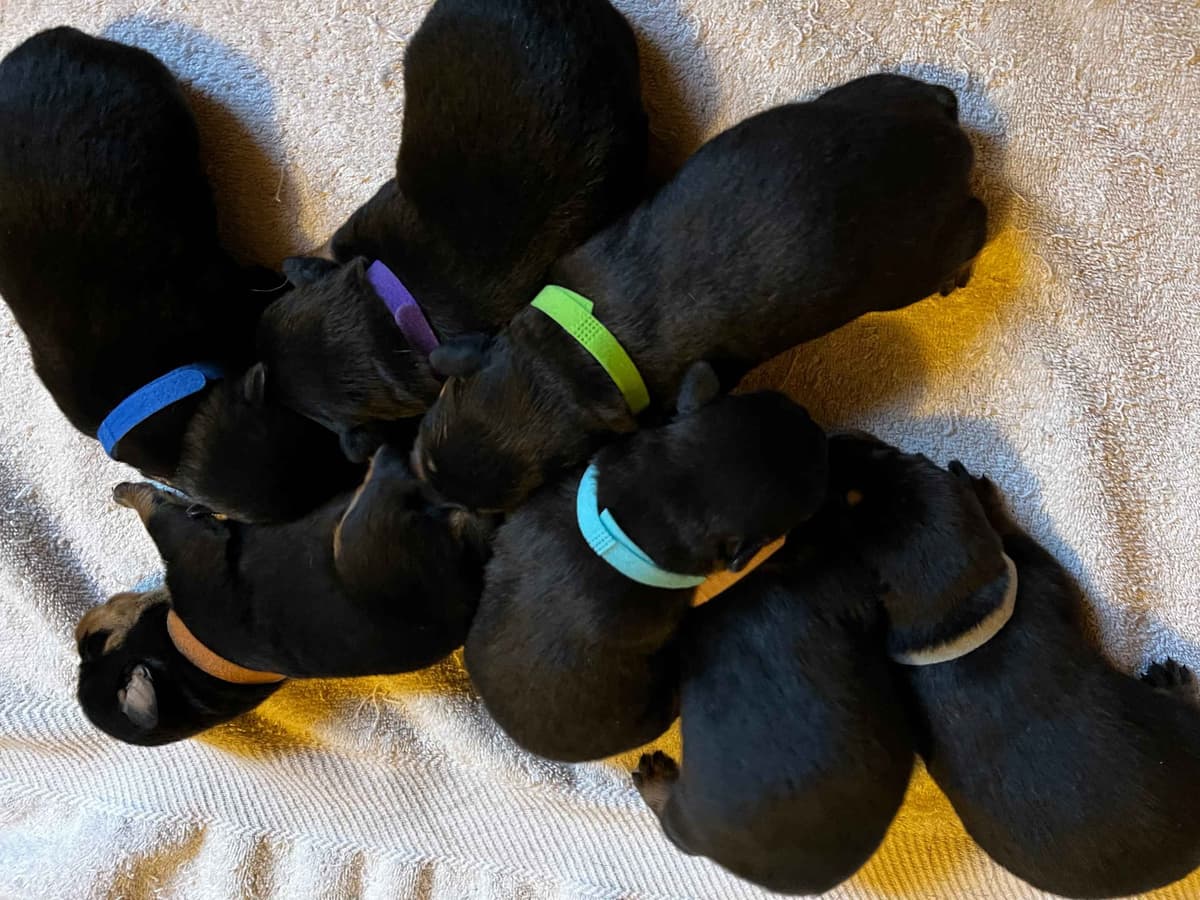 Rottweiler Pups in Ellijay breeder image 6