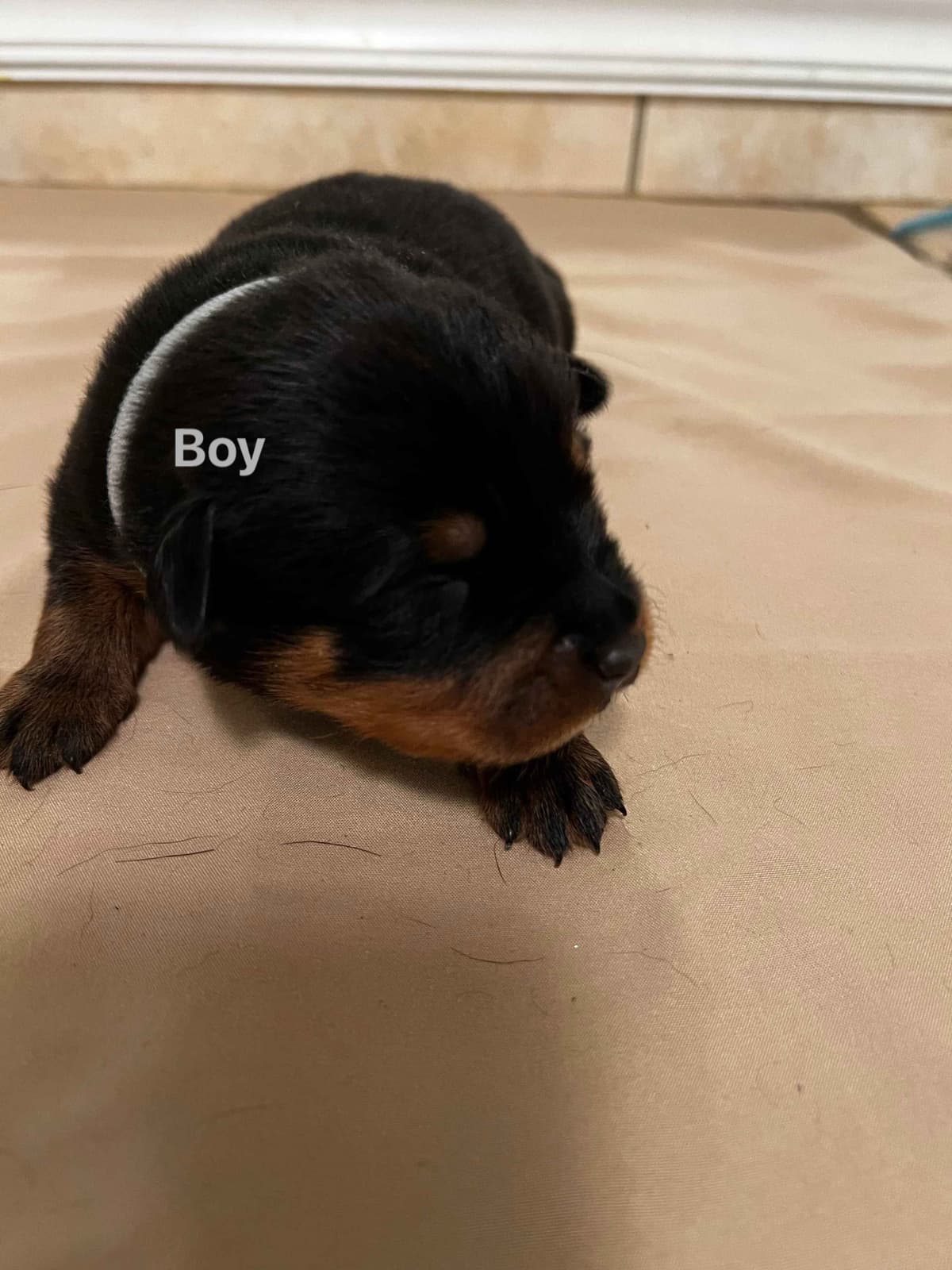 Rottweiler Pups in Ellijay breeder image 8