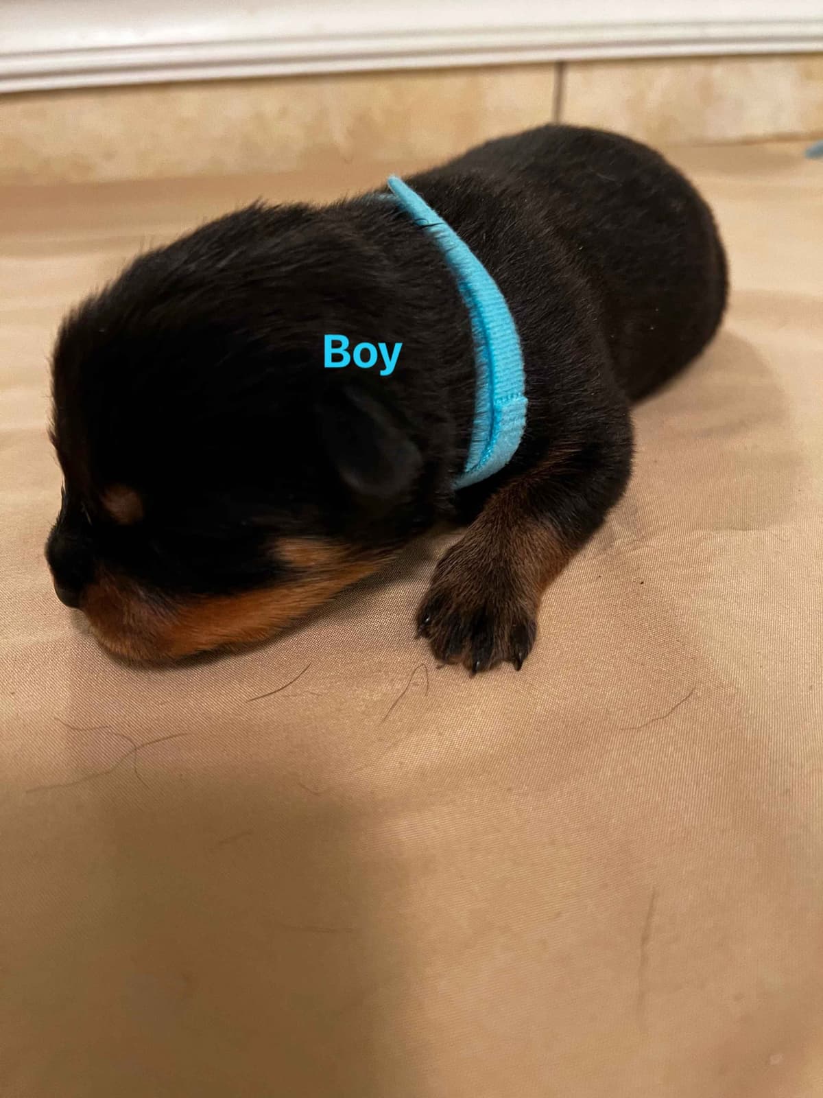 Rottweiler Pups in Ellijay breeder image 9