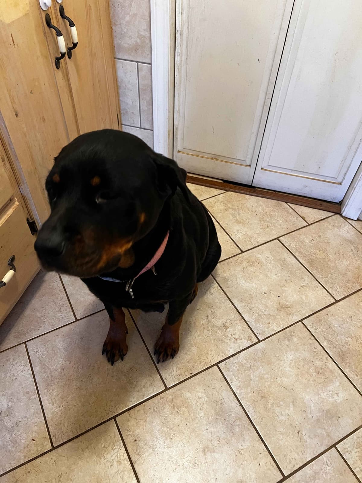 Rottweiler Pups in Ellijay breeder image 10