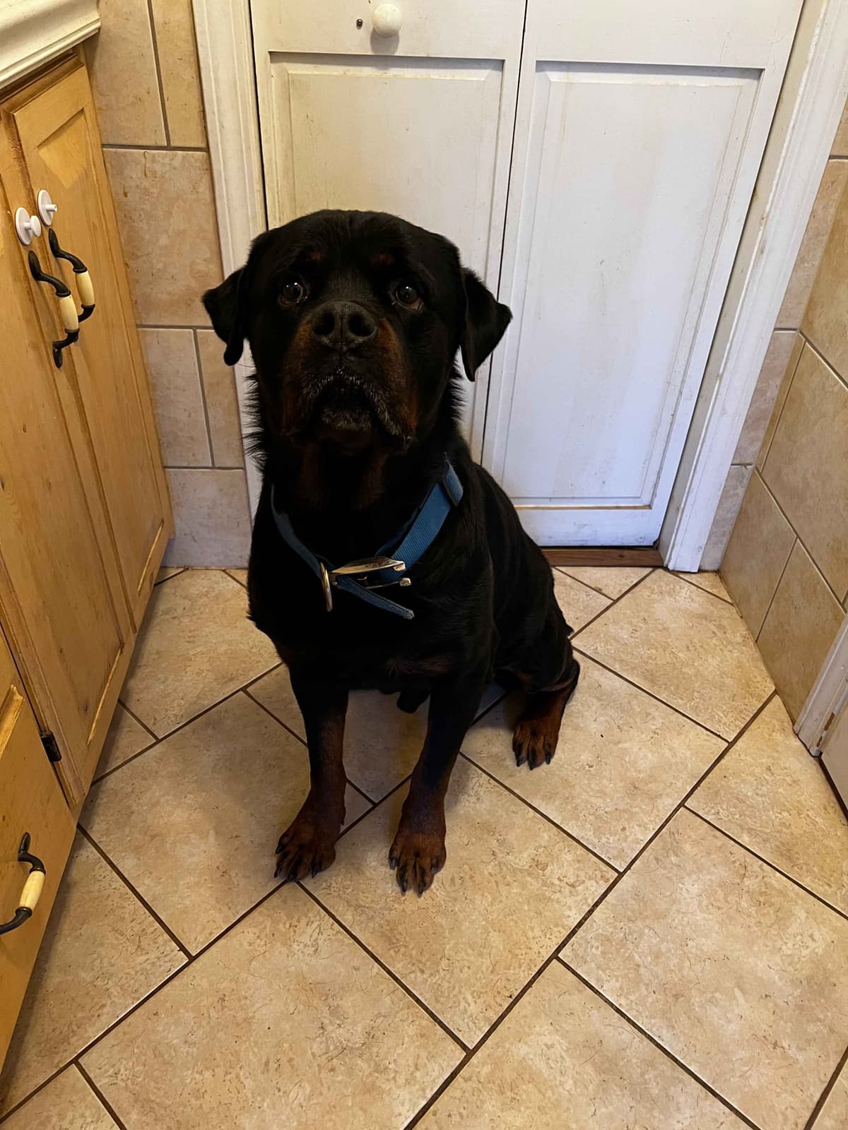 Rottweiler Pups in Ellijay breeder image 11