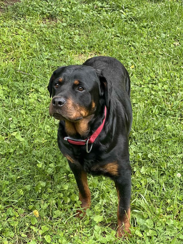 Rottweiler Pups in Ellijay media 2