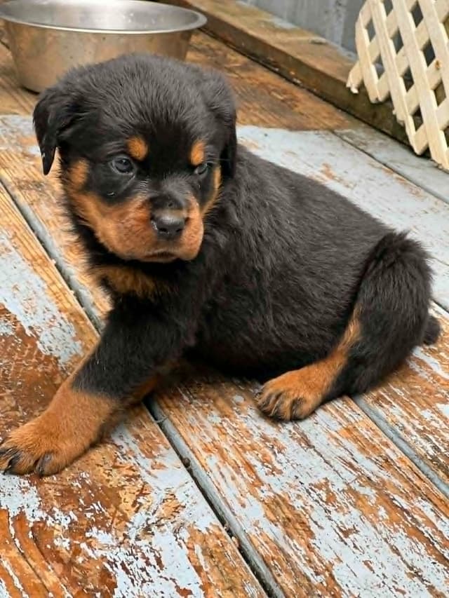 Rottweiler Pups in Ellijay media 4