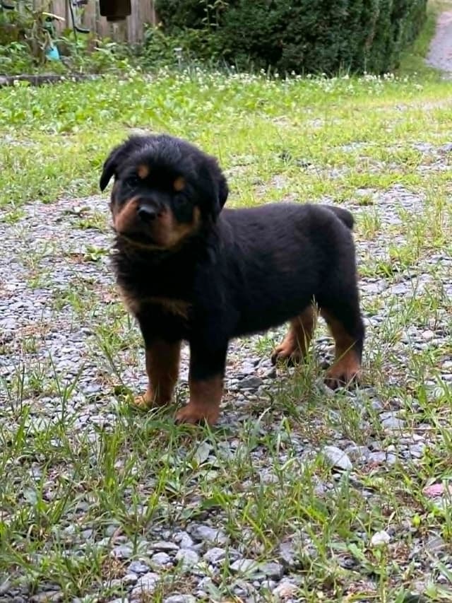Rottweiler Pups in Ellijay media 6