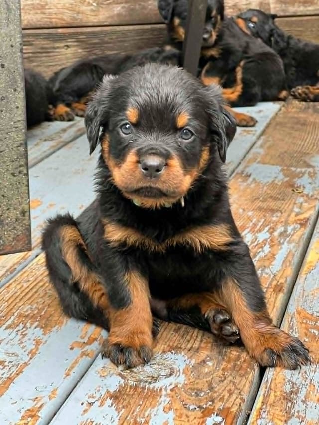 Rottweiler Pups in Ellijay media 7