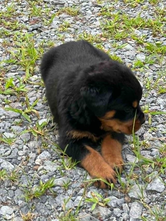 Rottweiler Pups in Ellijay media 8