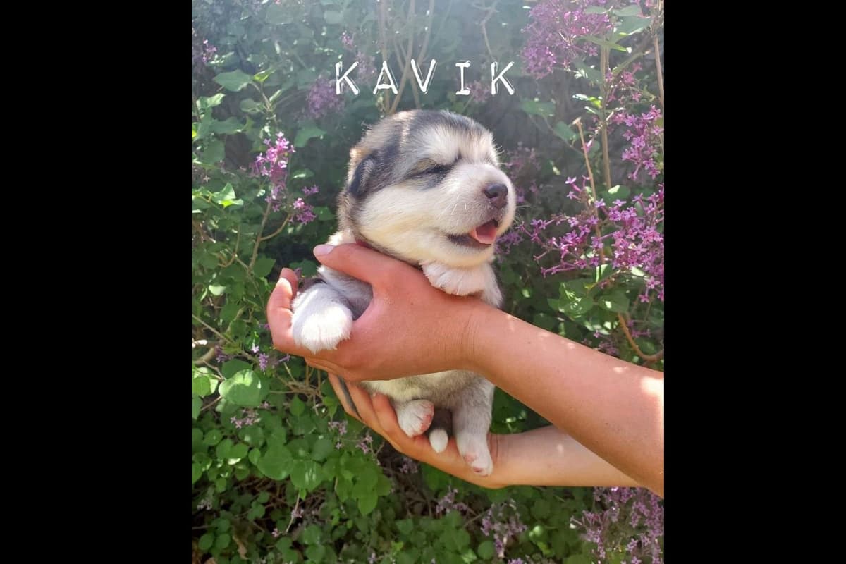 Java Chip's Alaskan Malamute Puppies breeder image 4
