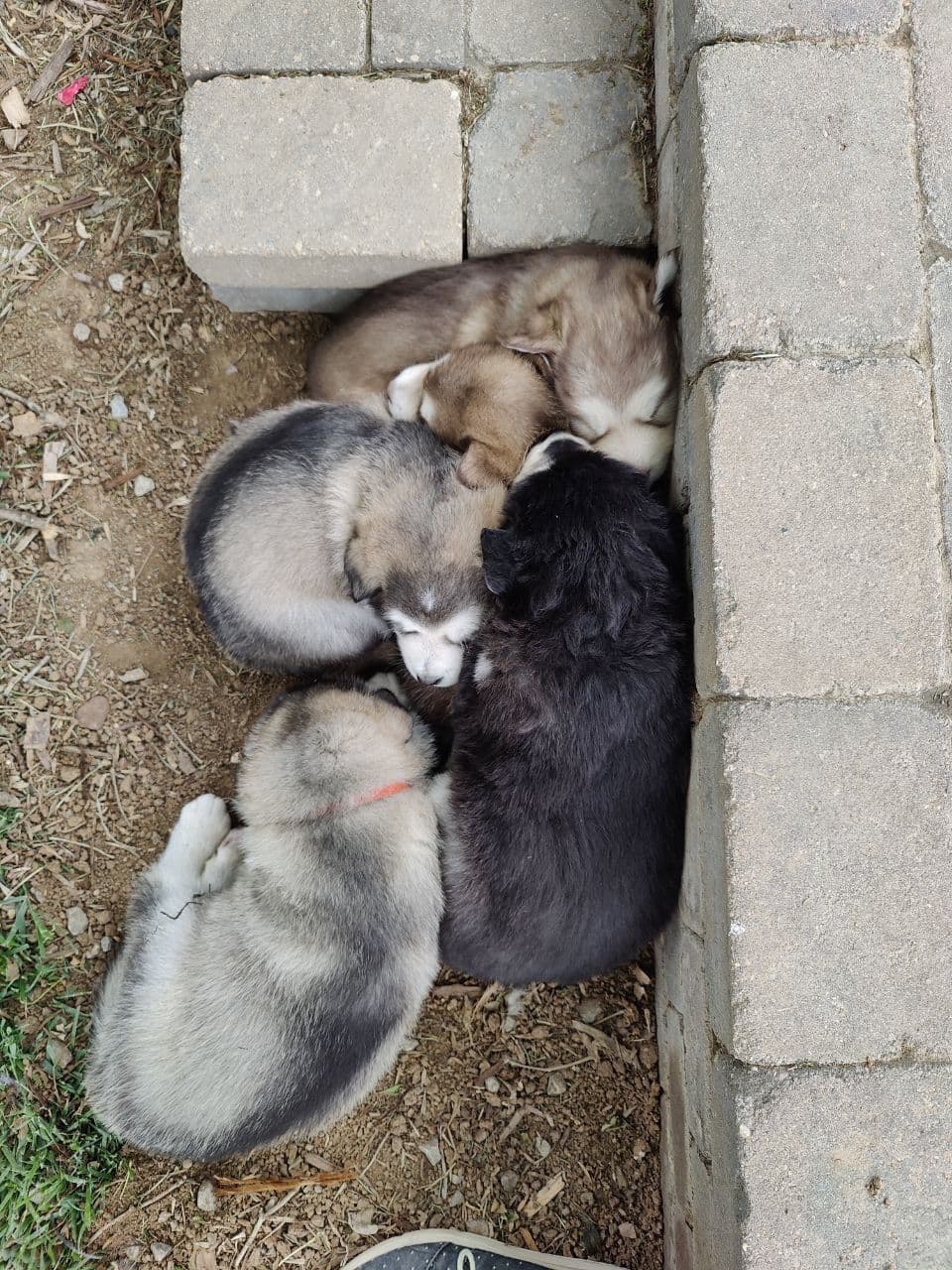 Java Chip's Alaskan Malamute Puppies breeder image 5