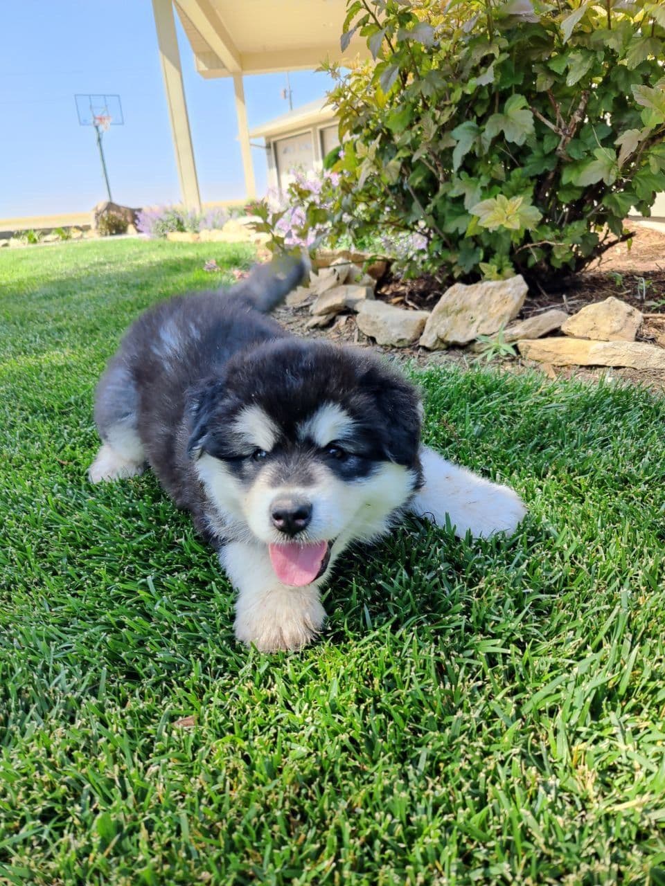 Java Chip's Alaskan Malamute Puppies breeder image 6