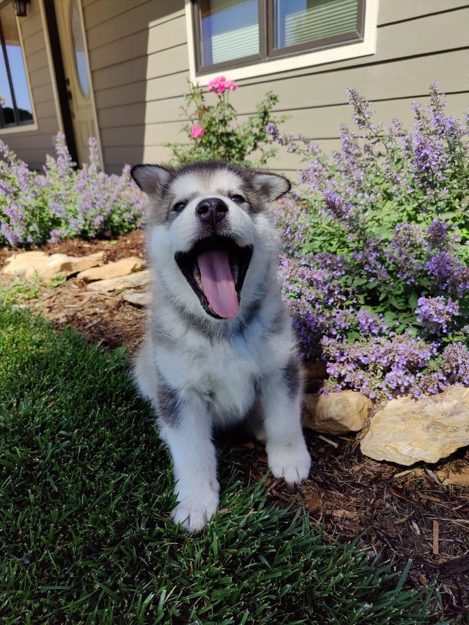 Java Chip's Alaskan Malamute Puppies breeder image 8