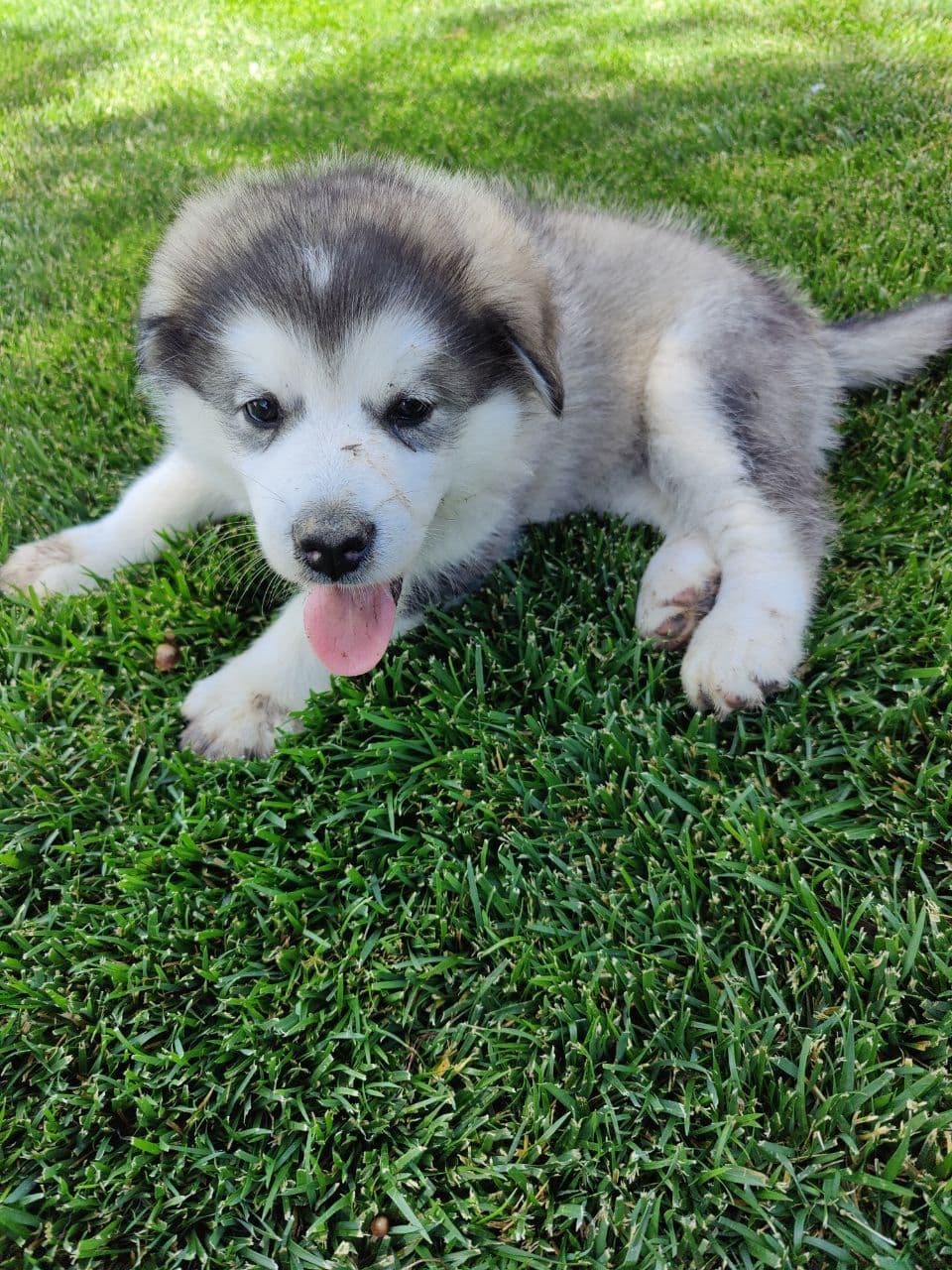Java Chip's Alaskan Malamute Puppies breeder image 10