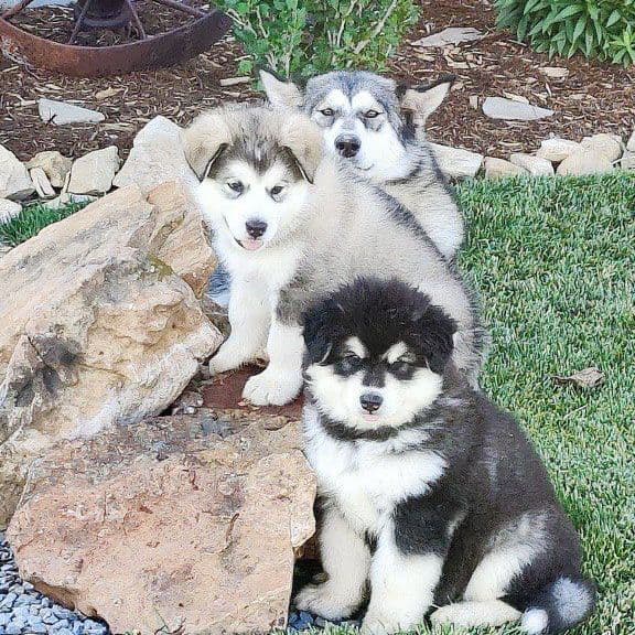 Java Chip's Alaskan Malamute Puppies breeder image 9