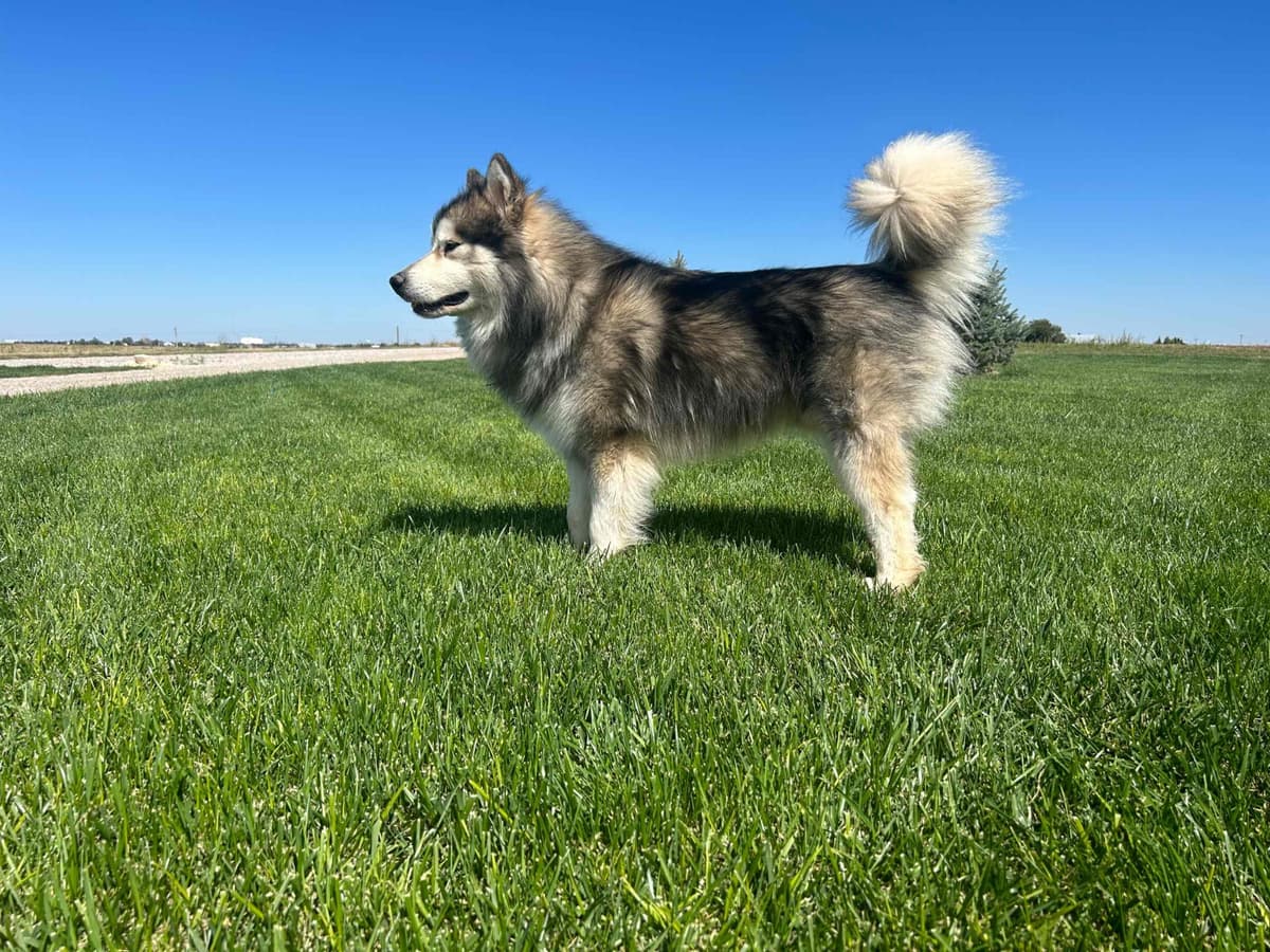 Java Chip's Alaskan Malamute Puppies breeder image 2