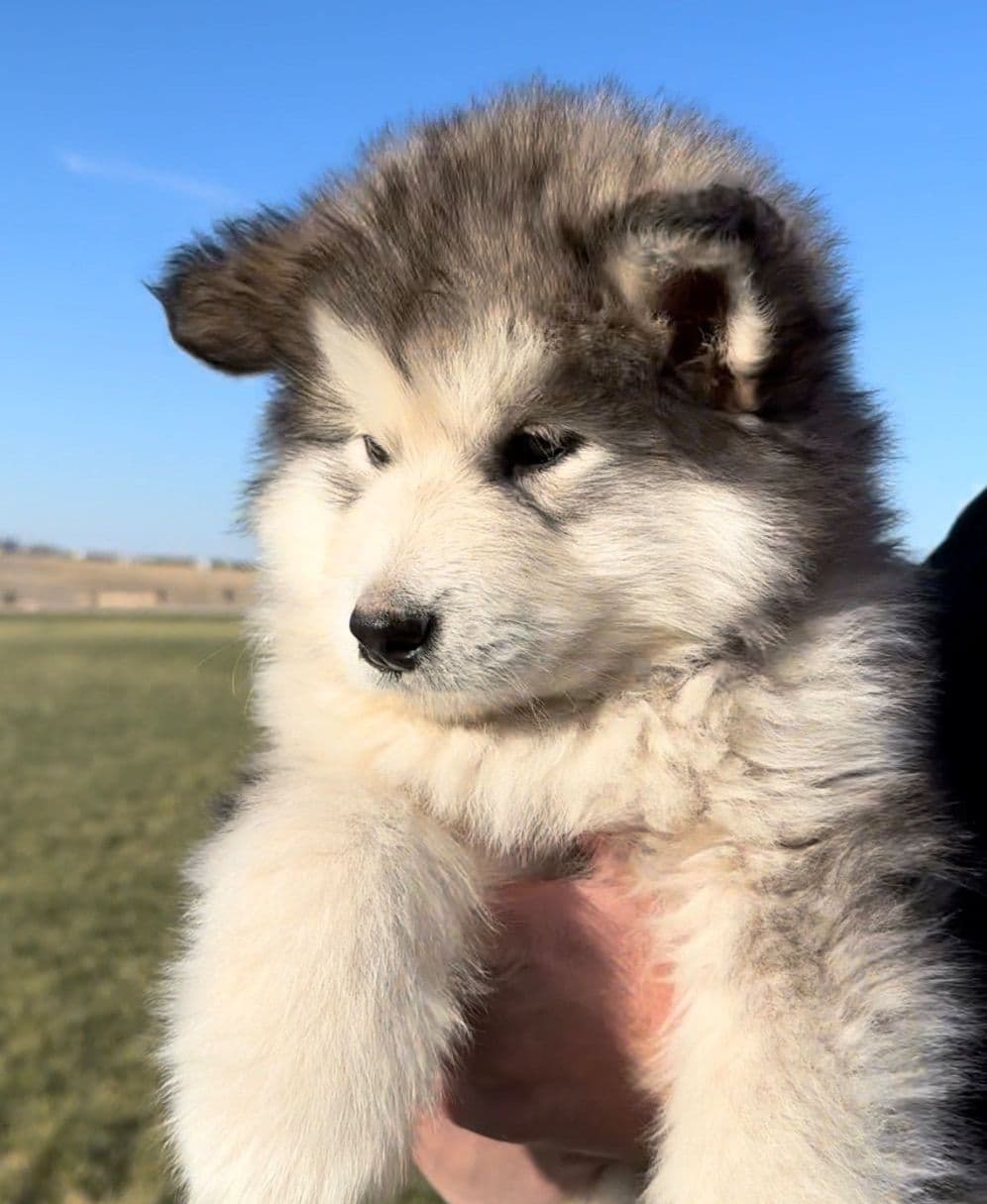 Java Chip's Alaskan Malamute Puppies breeder image 1