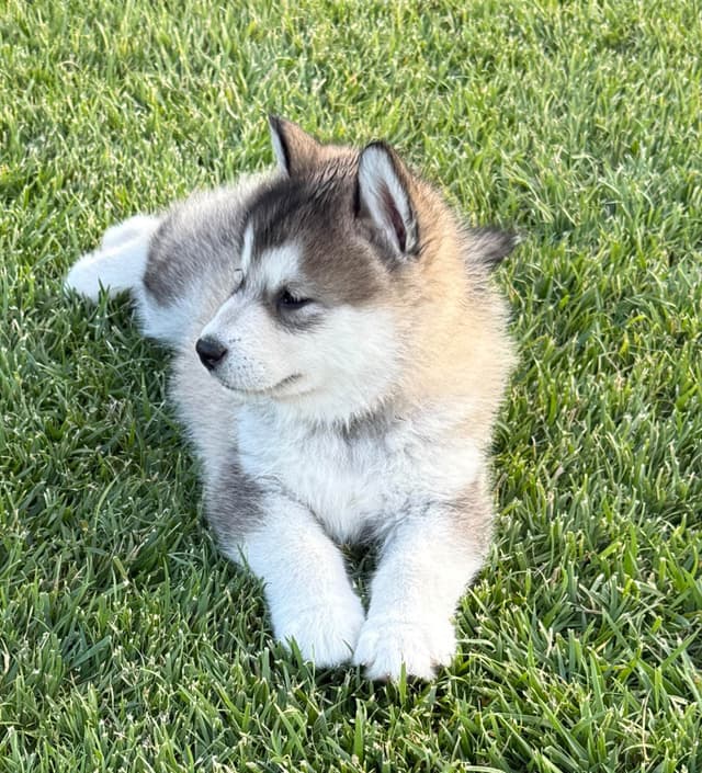 Java Chip's Alaskan Malamute Puppies media 2