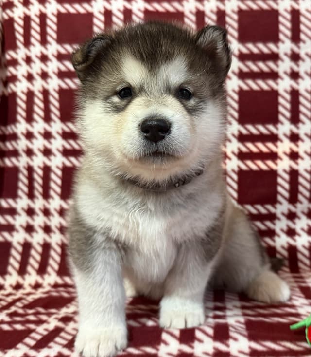 Java Chip's Alaskan Malamute Puppies media 3