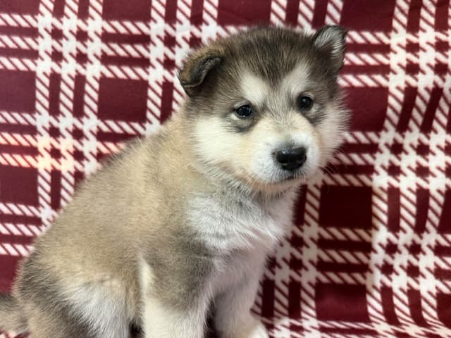 Java Chip's Alaskan Malamute Puppies media 4