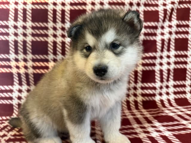 Java Chip's Alaskan Malamute Puppies media 5