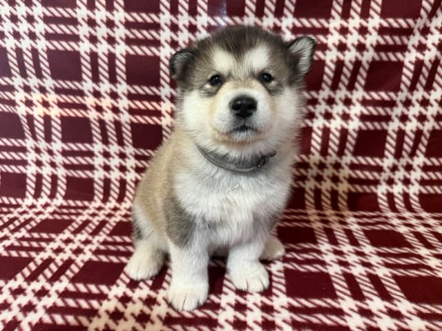 Java Chip's Alaskan Malamute Puppies media 6