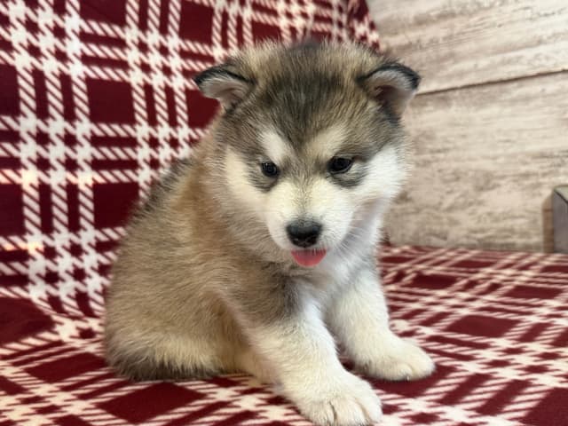Java Chip's Alaskan Malamute Puppies media 8