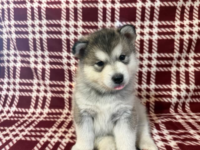 Java Chip's Alaskan Malamute Puppies media 9