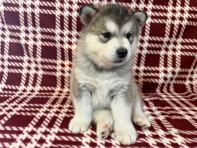 Java Chip's Alaskan Malamute Puppies media 10