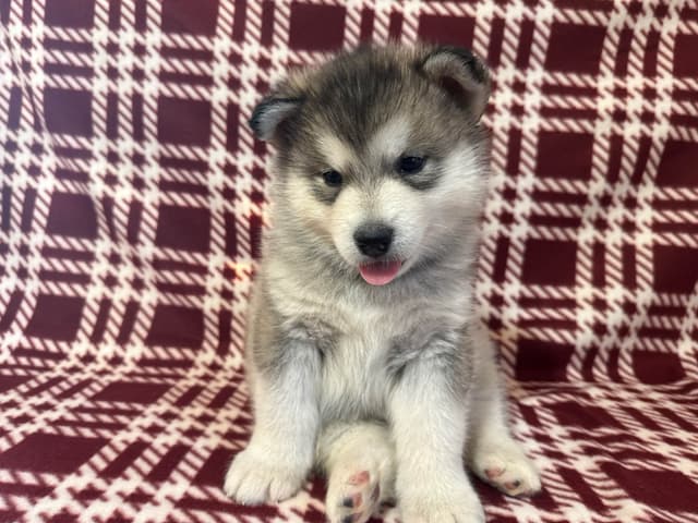 Java Chip's Alaskan Malamute Puppies media 11